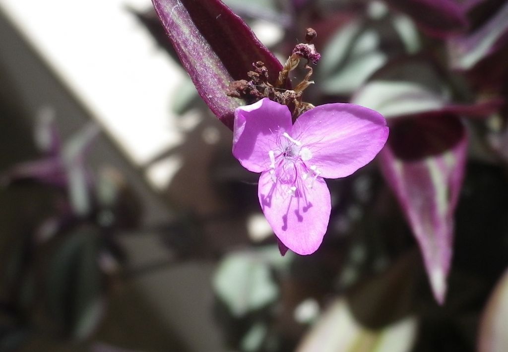 Tradescantia pallida (Commelinaceae)